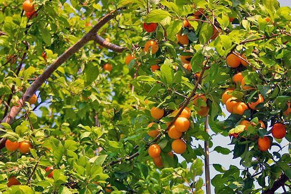 abricots dans l'Oural et la Sibérie