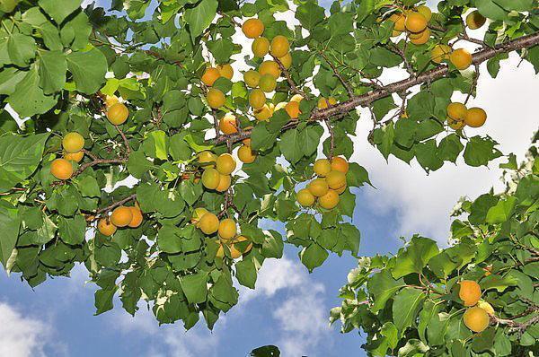 récolte d'abricots en Russie centrale