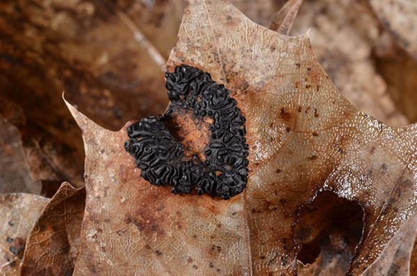 taches noires sur les feuilles