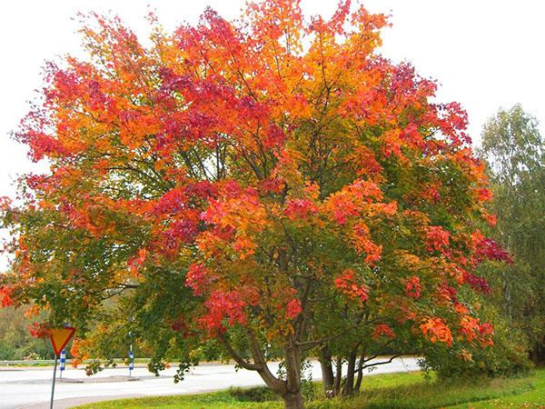 Arce de Noruega en otoño