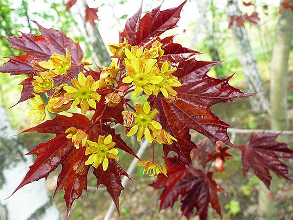 variété originale d'érable de Norvège
