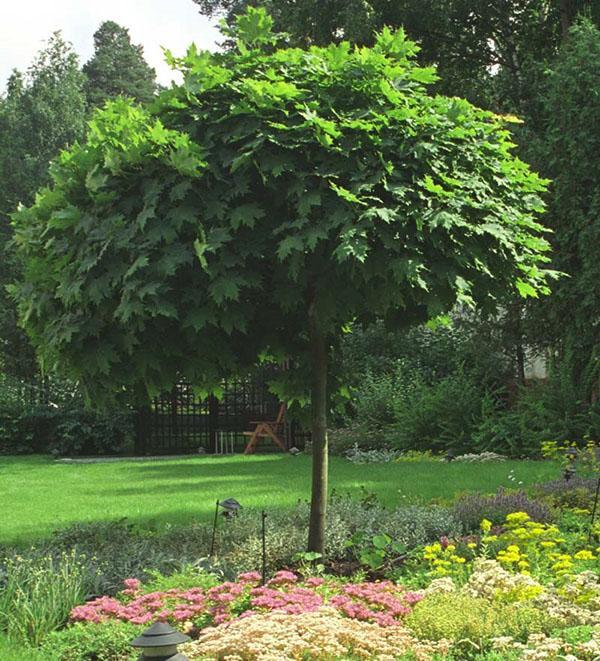 Plantation et entretien de l'érable de Norvège