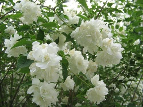 fleurs de jasmin