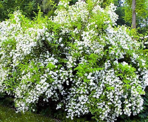 buisson de jasmin