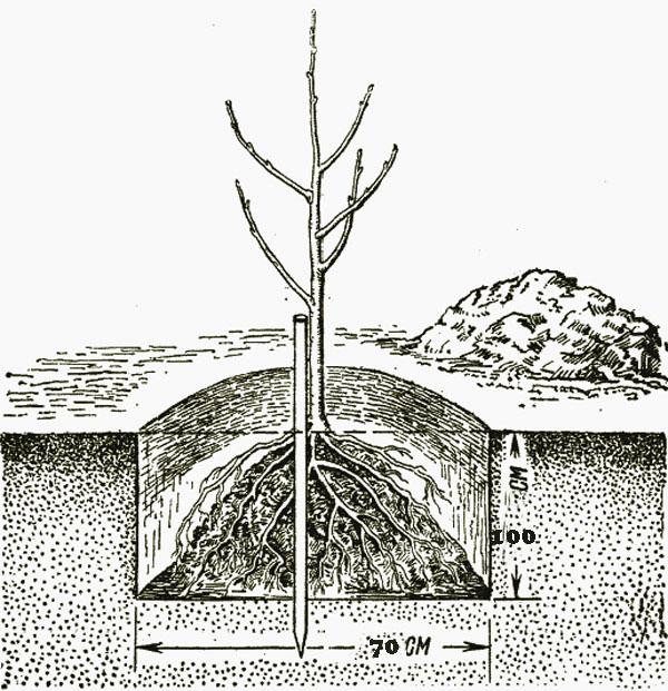 planter la poire Duchesse