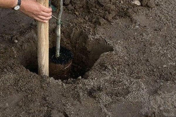 plantar una plántula con un sistema de raíces cerrado