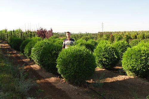 thuja Globoza en el vivero