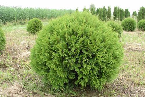 thuja occidentalis Globoza