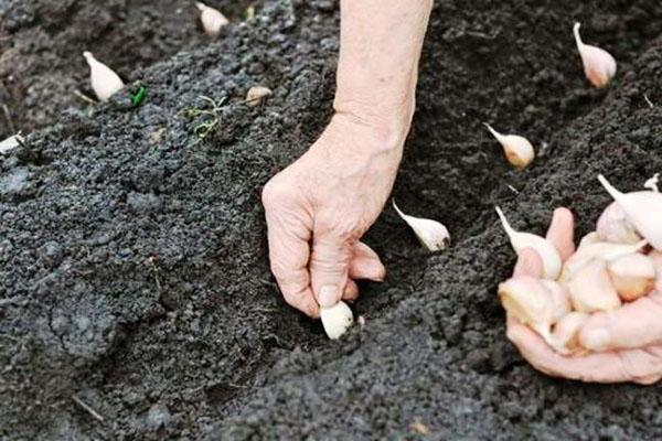 plantando ajo en otoño