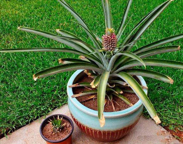 faire pousser de l'ananas en pot