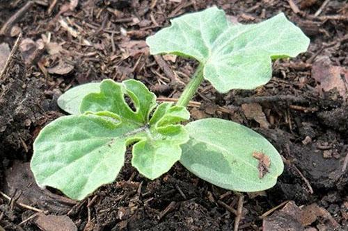 planter des semis de pastèque en pleine terre