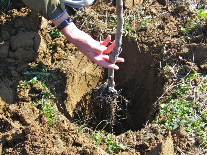 plantar una plántula de pera