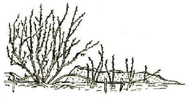méthode d'élevage