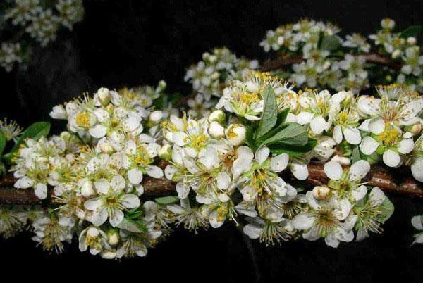 Bessia fleurit