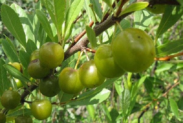 bessya con frutos verdes