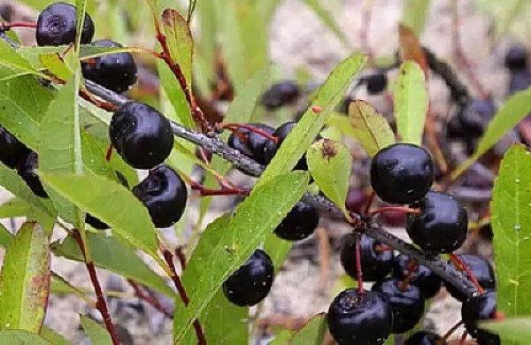 fruits noirs de bessia