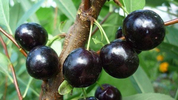 hybride cerise-prune