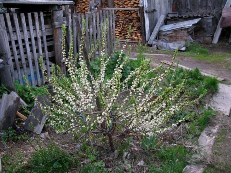 plantación y cuidado de cereza bessya
