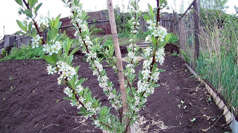 plantación y cuidado de cereza bessya en el sitio