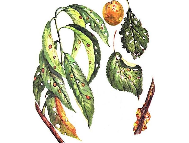clotterosporia