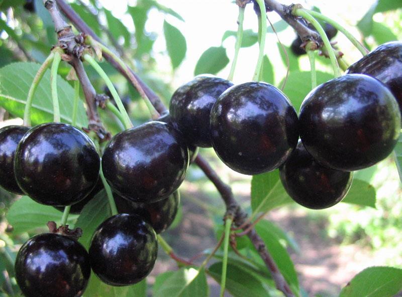 Frutos de cereza Bessia