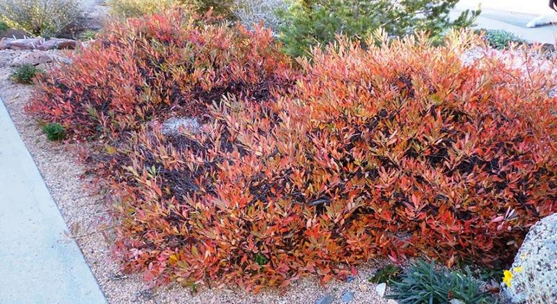 cereza bessya en otoño