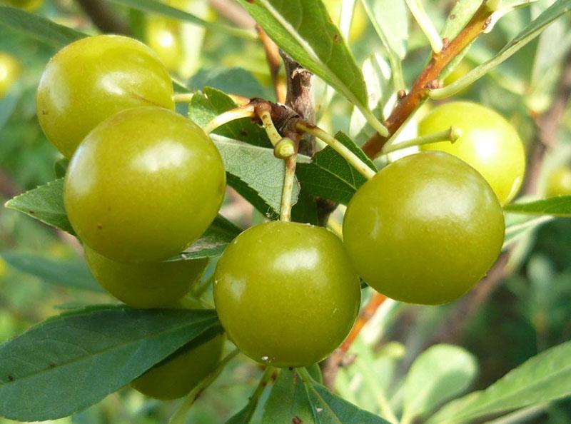 frutas verdes