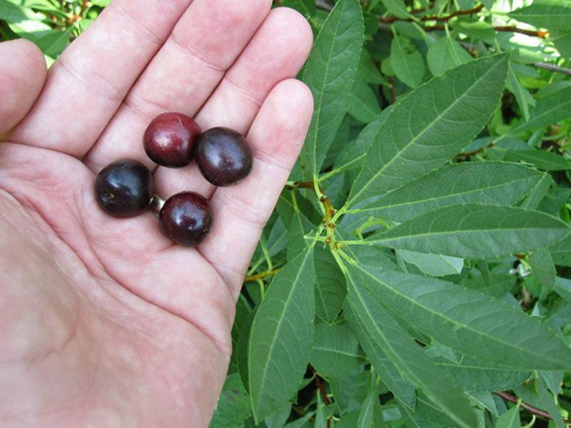 cerezas maduras bessya