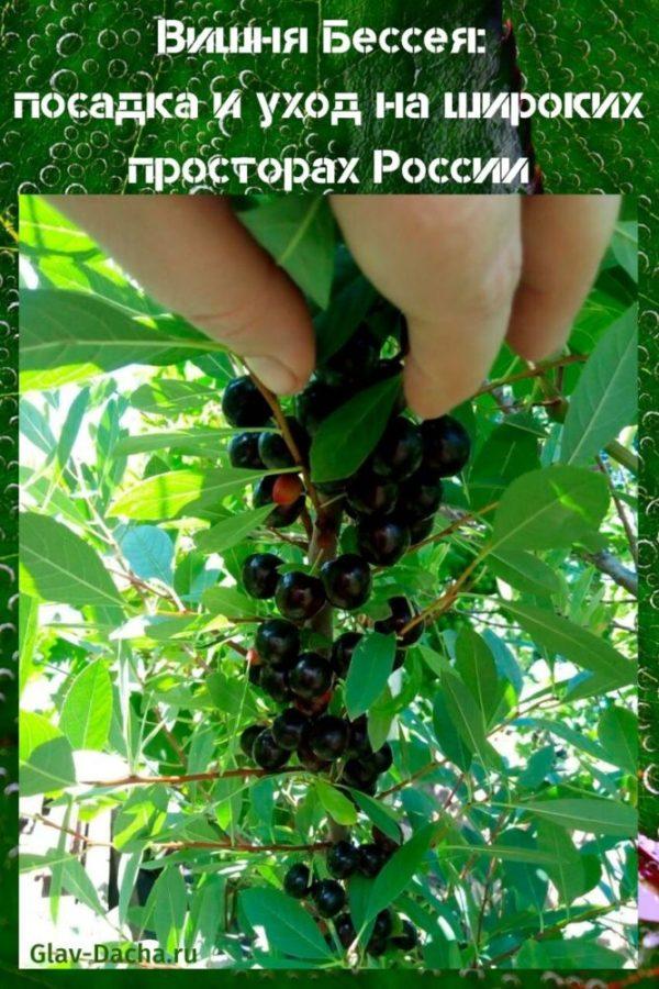 plantación y cuidado de la cereza bessya