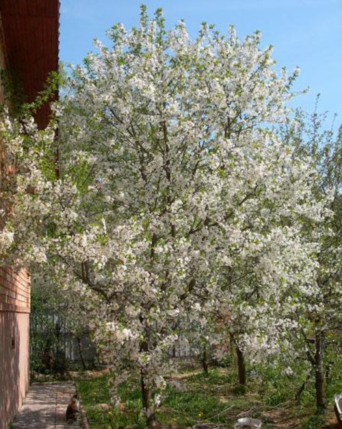 Flores de cerezo