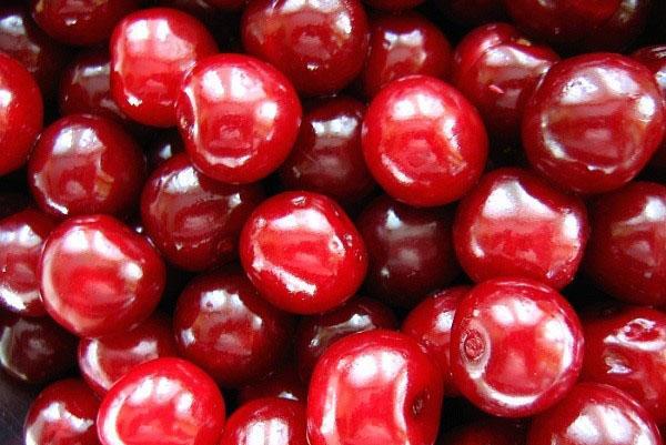 bayas de la variedad Kharitonovskaya