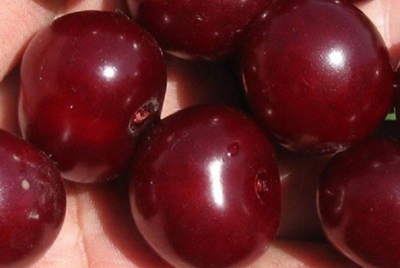 cerise turgenevka variété description goût