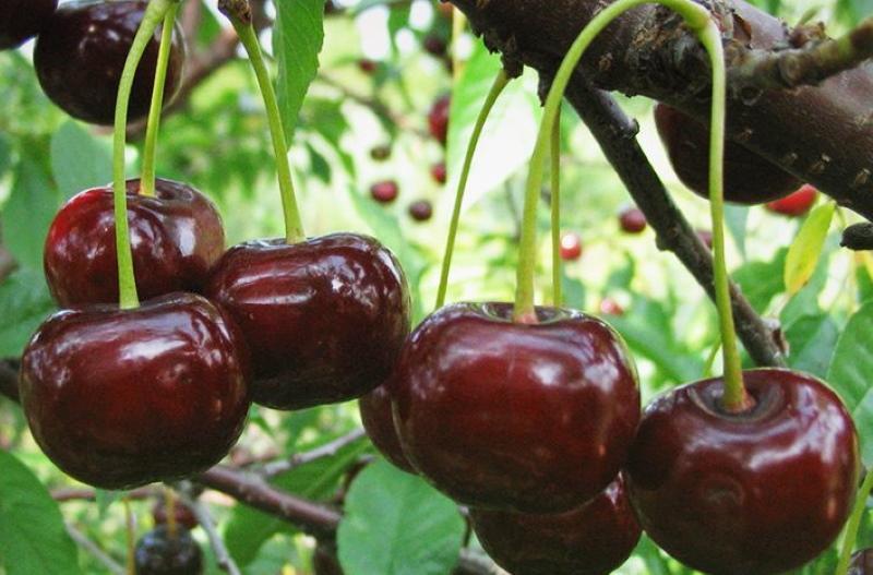 descripción de la variedad cherry turgenevka