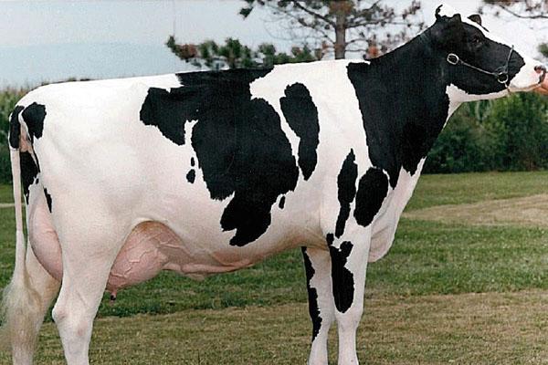 Vache Holstein Frison