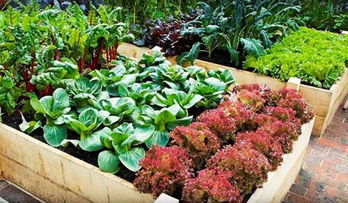 lits hauts dans le jardin
