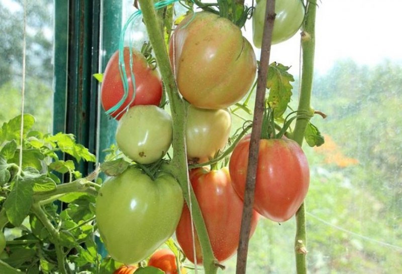 cuidado del tomate