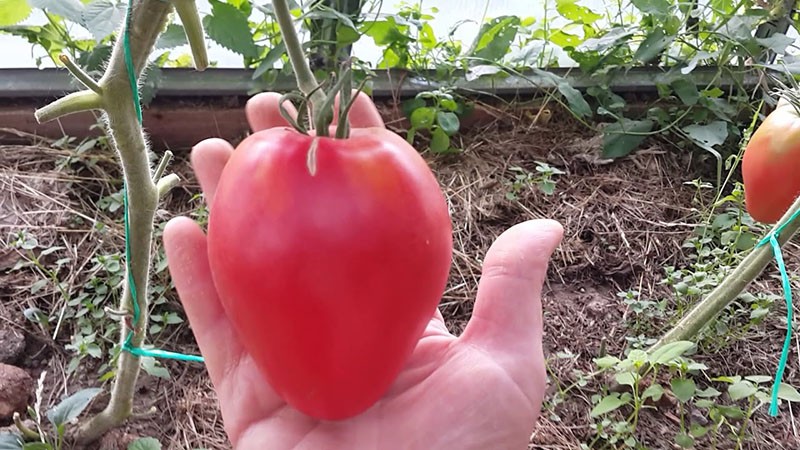 tomate de frutos grandes