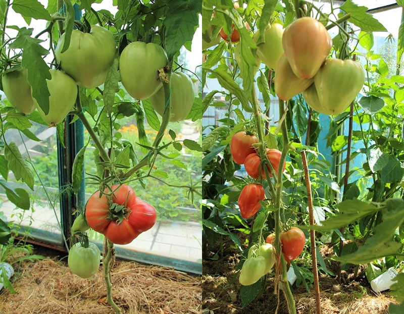 tomate corazón de águila necesita una liga