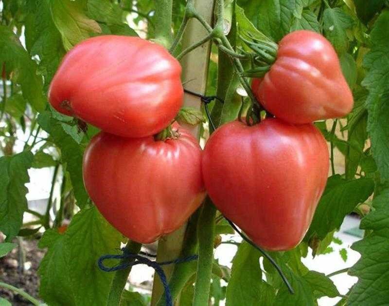 cultivando tomates en su cabaña de verano