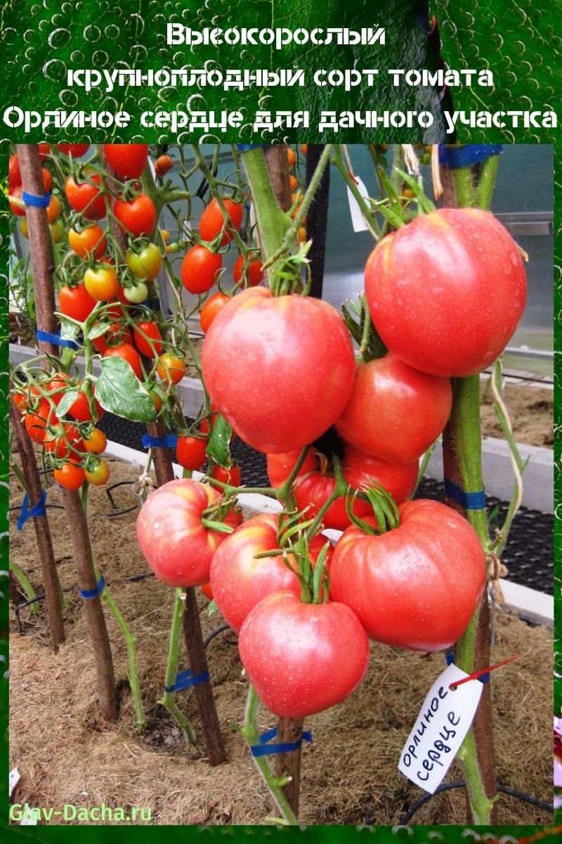 tomate corazón de águila