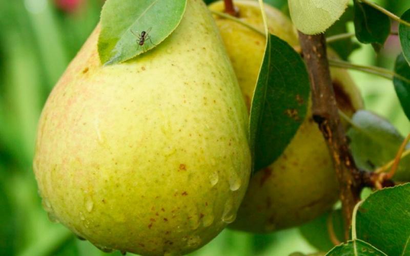 descripción de la variedad pera annushka