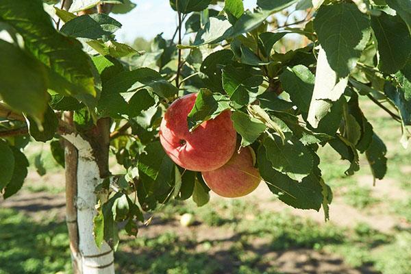 maduración de manzanas