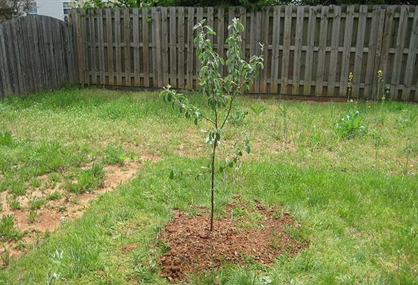 plantar una plántula de manzano