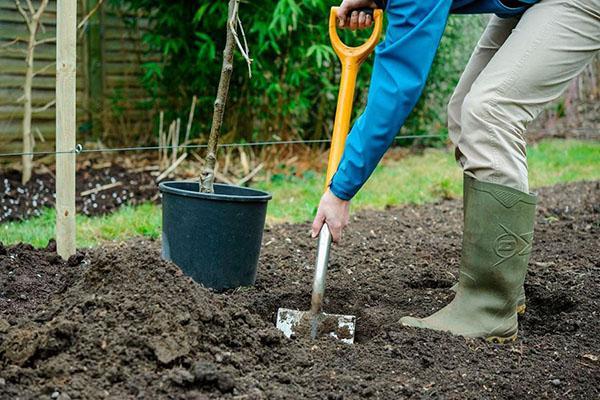 preparación de un lugar para plantar un manzano