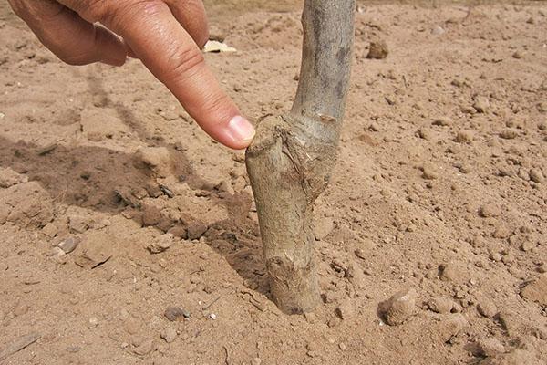 plantación correcta de la plántula