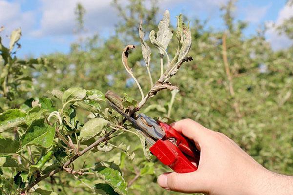 poda de manzana