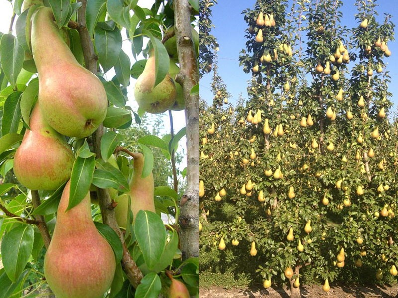 poire à haut rendement Abbé Fetel