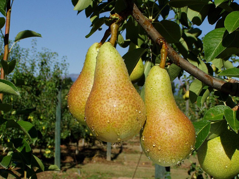 fruits mûrs