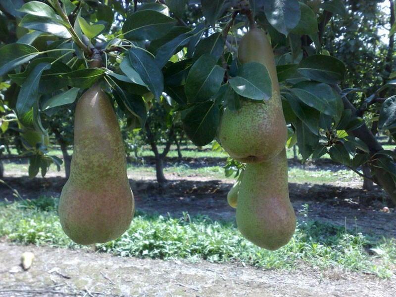 poire en croissance