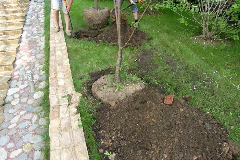 plantar una plántula de pera con una raíz cerrada